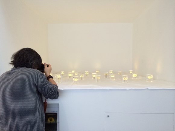 OLED TAMPOPO