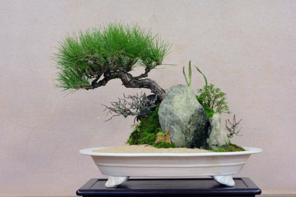 外国からも注目される“bonsai”、老舗「清香園」五代目・山田香織の新作
