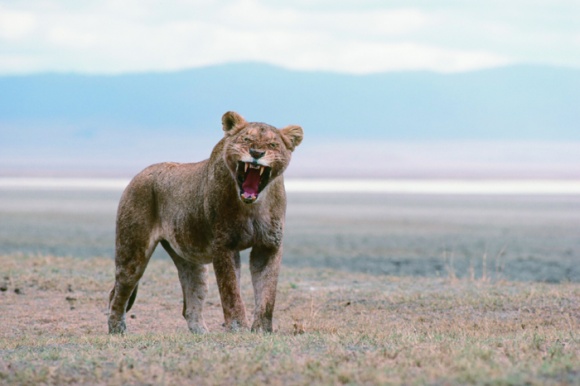 ネコとライオンの共通点と差異を感じる、動物写真家・岩合光昭さんの写真展『ネコライオン』。