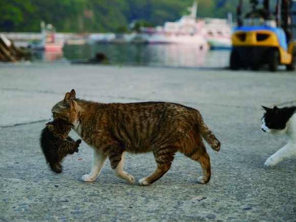 ネコとライオンの共通点と差異を感じる、動物写真家・岩合光昭さんの写真展『ネコライオン』。