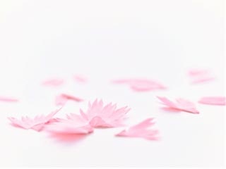 鉛筆を削ると花が咲く!? 日本伝統の花が色鉛筆になりました。｜Pen Online