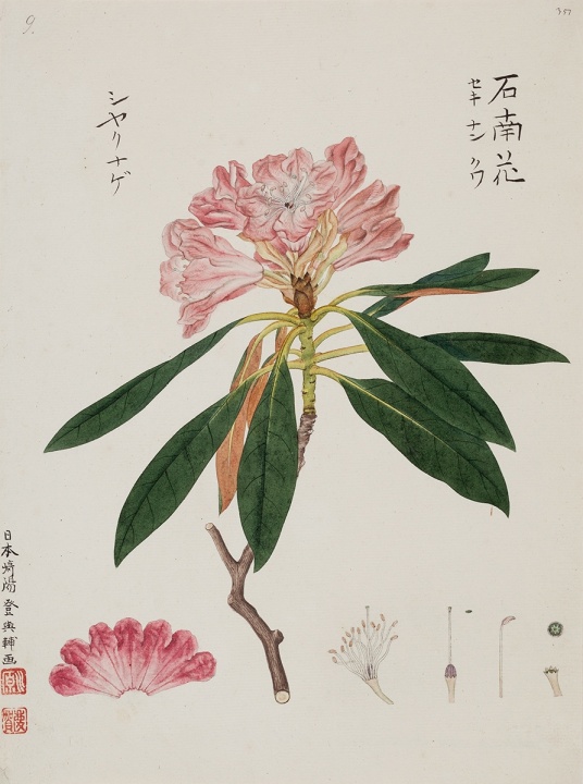 図鑑”にとどまらない美しさ。『川原慶賀の植物図譜』展で超絶写実を